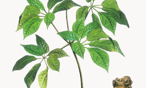 嗓子发炎一直不好是什么原因引起的吗网 :分享嗓子发炎了怎么快速消炎-嗓子发炎吃什么药好得最快最有效知识